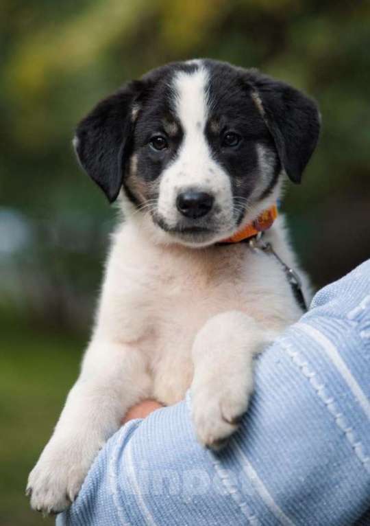 Собаки в Москве: Плюшевый щенок Пальма Девочка, Бесплатно - фото 5