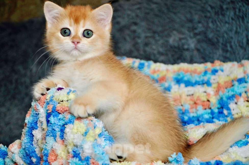 Кошки в Краснодаре: Золотая британская девочка Девочка, 30 000 руб. - фото 1