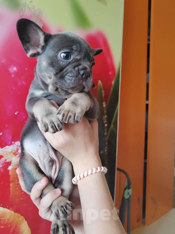 Собаки в Уссурийске: Готовы к продаже щенки французский бульдог Мальчик, 45 000 руб. - фото 6