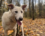 Собаки в Балашихе: Интеллигентный Айк ищет дом Мальчик, Бесплатно - фото 2