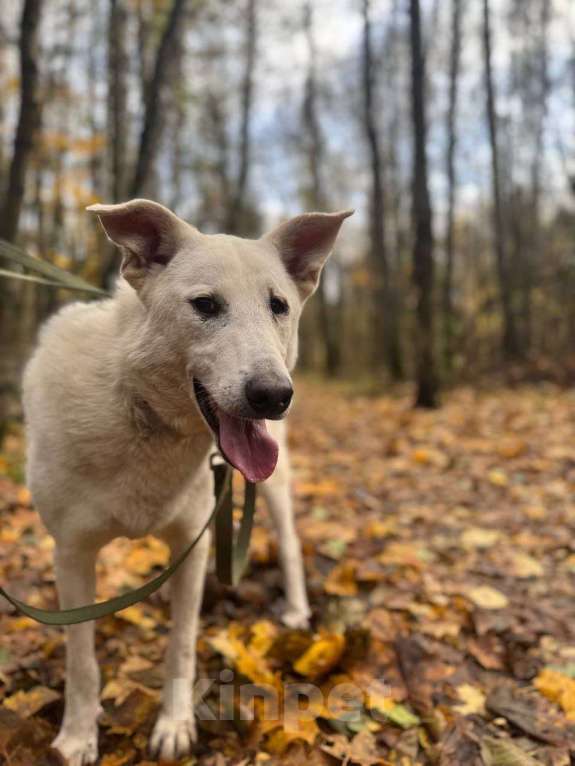 Собаки в Балашихе: Интеллигентный Айк ищет дом Мальчик, Бесплатно - фото 2