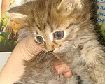 Кошки в Ливны: Котята Курильских Бобтейлов!!!, 1 000 руб. - фото 1