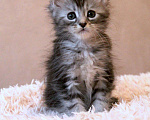 Кошки в Болхове: Мальчик Мейн-Кун Корсар Мальчик, 60 000 руб. - фото 1