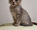 Кошки в Лянторе: Продам, 15 000 руб. - фото 2