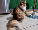 Кошки в Малмыже: Чистокровная кошечка мейн-кун., 20 000 руб. - фото 5