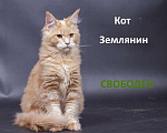 Кошки в Солнечногорске: Котята мейн куна Мальчик, 35 000 руб. - фото 2