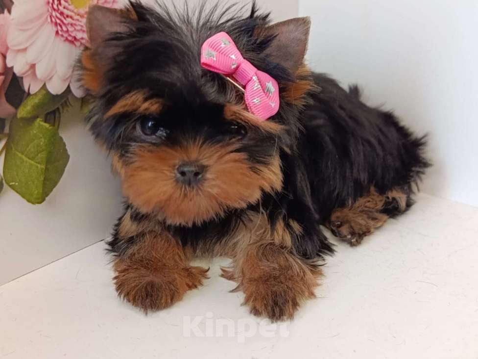 Собаки в других городах Московской области: Крошка Элис Девочка, 90 000 руб. - фото 2