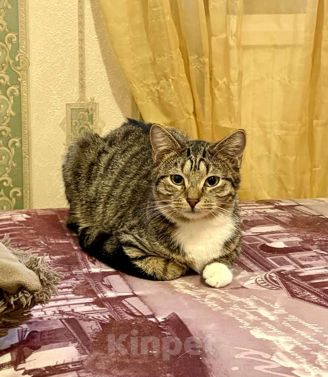 Кошки в Санкт-Петербурге: Котик полосатик подросток , стерилизован Мальчик, Бесплатно - фото 8