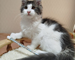 Кошки в Перми: Котенок Мейн Кун Девочка, 30 000 руб. - фото 4