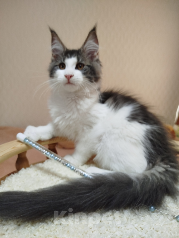 Кошки в Перми: Котенок Мейн Кун Девочка, 30 000 руб. - фото 4