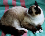 Кошки в Москве: Роскошный тайский котенок Эдвард в добрые руки Мальчик, 1 руб. - фото 2
