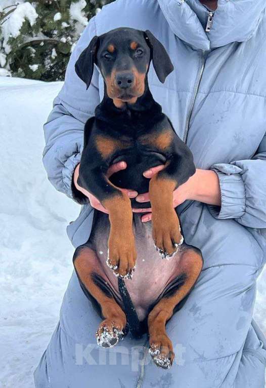 Собаки в других городах Московской области: Щенки доберамна Мальчик, 60 000 руб. - фото 4