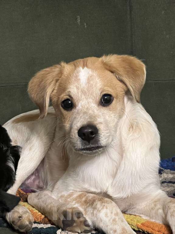 Собаки в Москве: Бэтик Мальчик, Бесплатно - фото 1