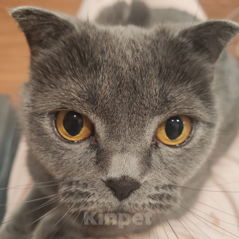 Кошки в Дмитрове: Отдам кошку в добрые руки Девочка, Бесплатно - фото 4