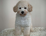 Собаки в Хотьково: Мальчик той пудель Мальчик, 40 000 руб. - фото 1