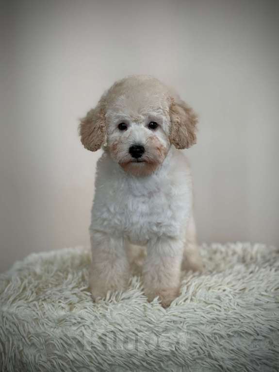 Собаки в Хотьково: Мальчик той пудель Мальчик, 40 000 руб. - фото 1