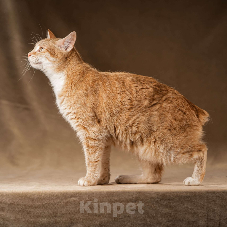 Кошки в Клине: Кутси – рыжая загадка с независимым характером Девочка, Бесплатно - фото 2