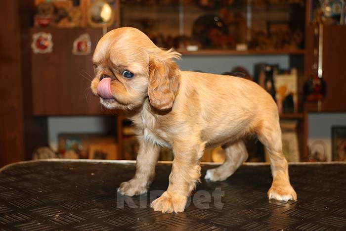 Собаки в Балашихе: мальчик черно-подпалый Мальчик, Бесплатно - фото 10