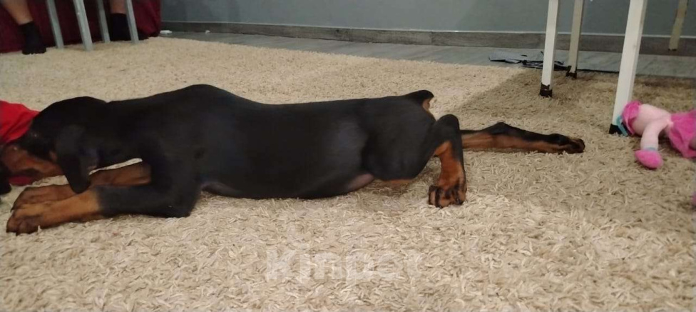 Собаки в Москве: Мальчик добермана  Мальчик, 38 000 руб. - фото 1