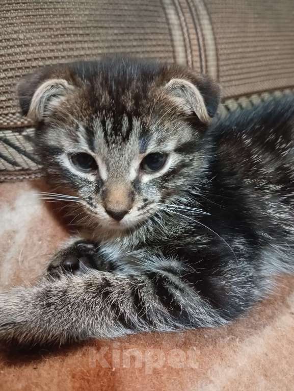 Кошки в Санкт-Петербурге: Котенок Шотландский вислоухий Мальчик, Бесплатно - фото 2