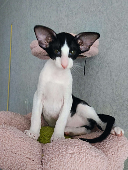 Ориентальный мальчик