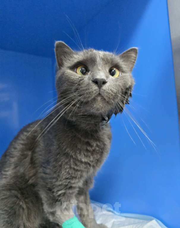 Кошки в Туле: Мурзик  Мальчик, 1 000 руб. - фото 1