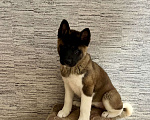 Собаки в Омске: Щенок Американской Акиты Девочка, 50 000 руб. - фото 5