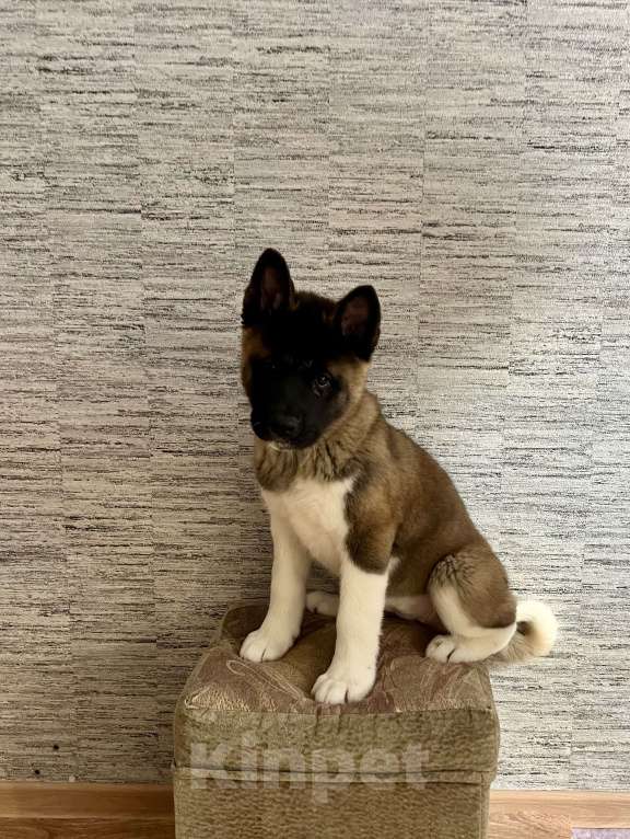 Собаки в Омске: Щенок Американской Акиты Девочка, 50 000 руб. - фото 5