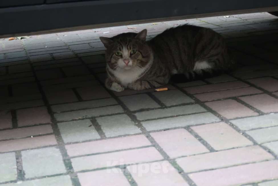 Кошки в Санкт-Петербурге: Появился во дворе кот Мальчик, Бесплатно - фото 2