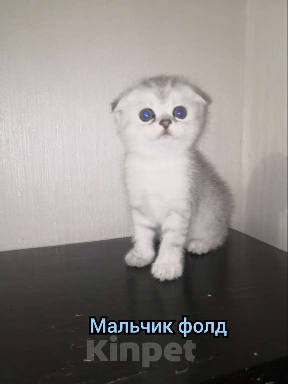 Кошки в Новосибирске: Юстас Мальчик, 30 000 руб. - фото 1