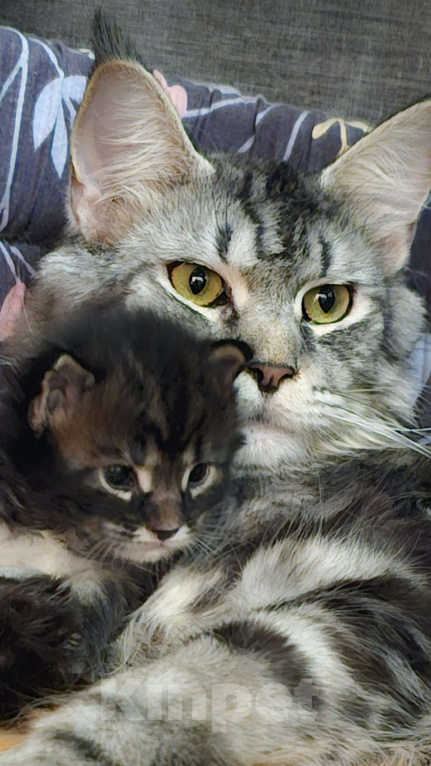 Кошки в Кисловодске: Питомник AnElKron, продажа котят Мальчик, 80 000 руб. - фото 5