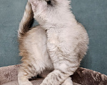 Кошки в Мытищах: Котёнок Мейн-кун Девочка, 40 000 руб. - фото 3