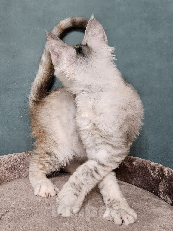Кошки в Мытищах: Котёнок Мейн-кун Девочка, 40 000 руб. - фото 3