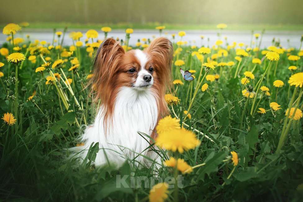 Собаки в Москве: щенки папийона Мальчик, Бесплатно - фото 3