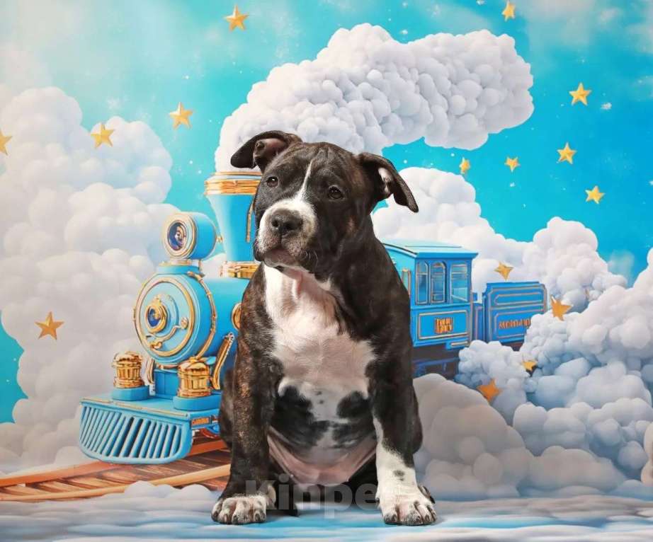 Собаки в Санкт-Петербурге: Щенок амстаффа Девочка, 75 000 руб. - фото 6