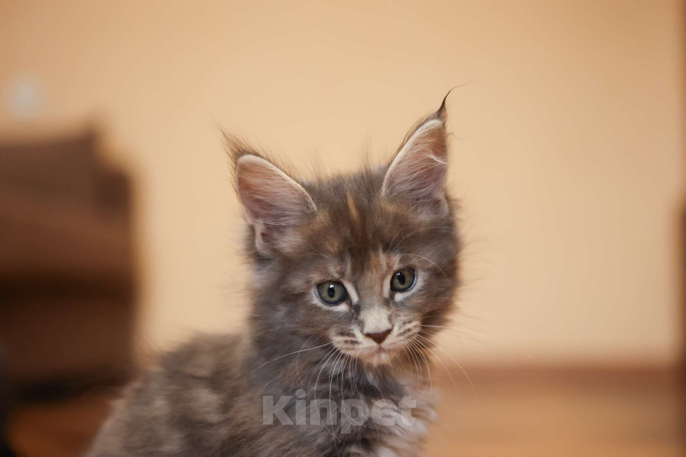 Кошки в Москве: Котенок мейн-кун Девочка, 55 000 руб. - фото 3