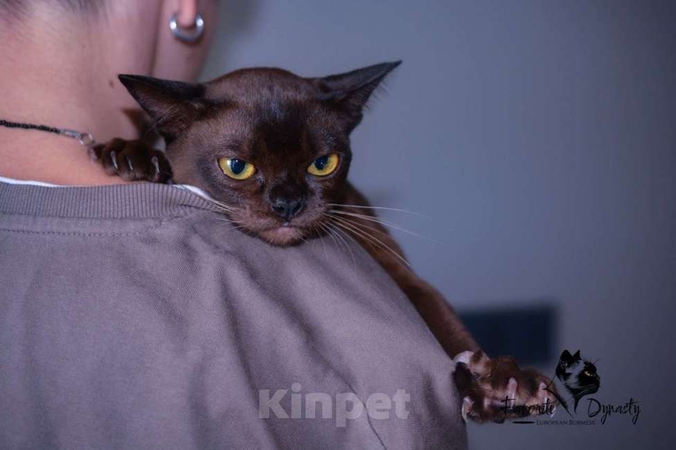 Кошки в Москве: Бурманские породные котята Девочка, Бесплатно - фото 5
