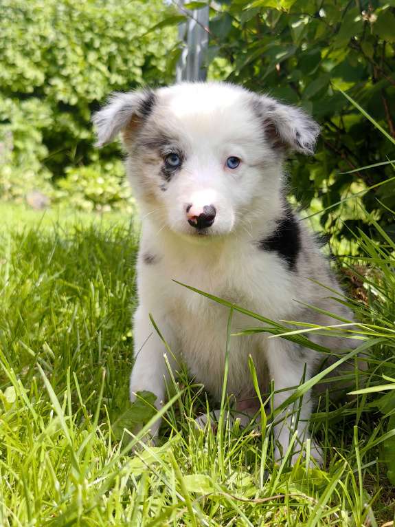 Собаки в Туле: Бордер колли голубоглазый мальчик  Мальчик, 145 000 руб. - фото 3