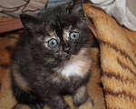 Кошки в Москве: Шотландские котята  Мальчик, 10 000 руб. - фото 8