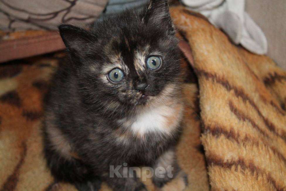 Кошки в Москве: Шотландские котята  Мальчик, 10 000 руб. - фото 8