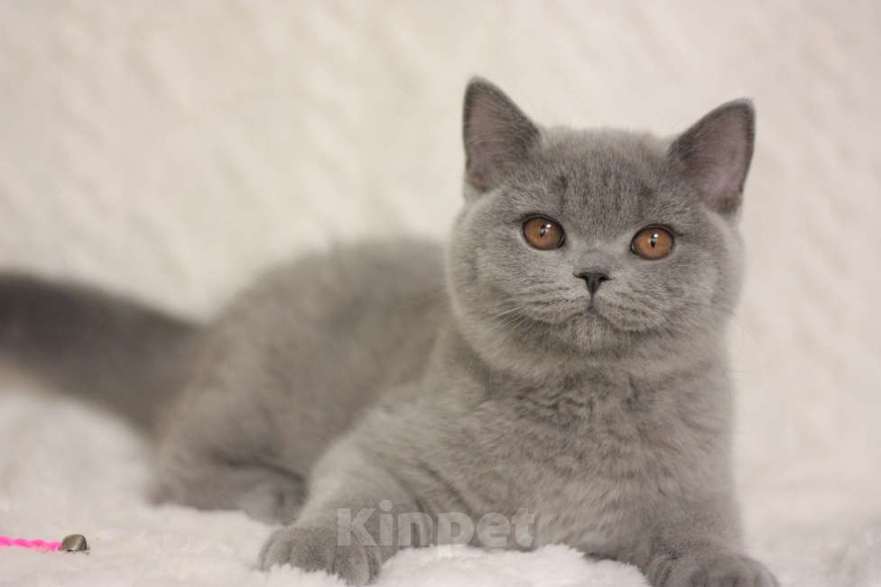 Кошки в Москве: Британский котенок Девочка, 55 000 руб. - фото 4