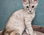 Кошки в Мытищах: Котёнок Мейн-кун Девочка, 40 000 руб. - фото 1