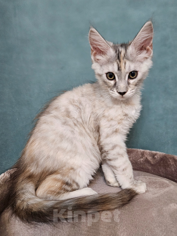 Кошки в Мытищах: Котёнок Мейн-кун Девочка, 40 000 руб. - фото 1