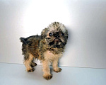 Собаки в Мытищах: Мальчик гриффон Мальчик, 45 000 руб. - фото 1