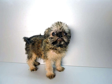 Мальчик гриффон