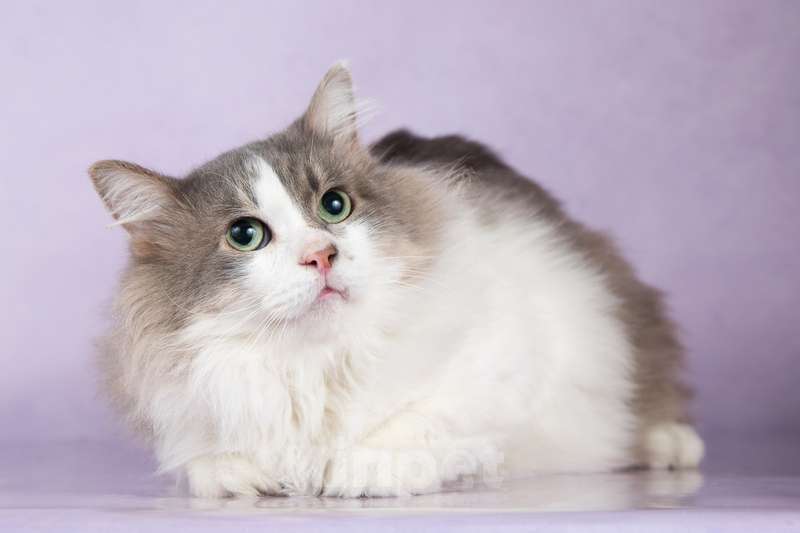 Кошки в Москве: Пушистый сибирский умный нежный кот Вегас в добрые руки Мальчик, Бесплатно - фото 2