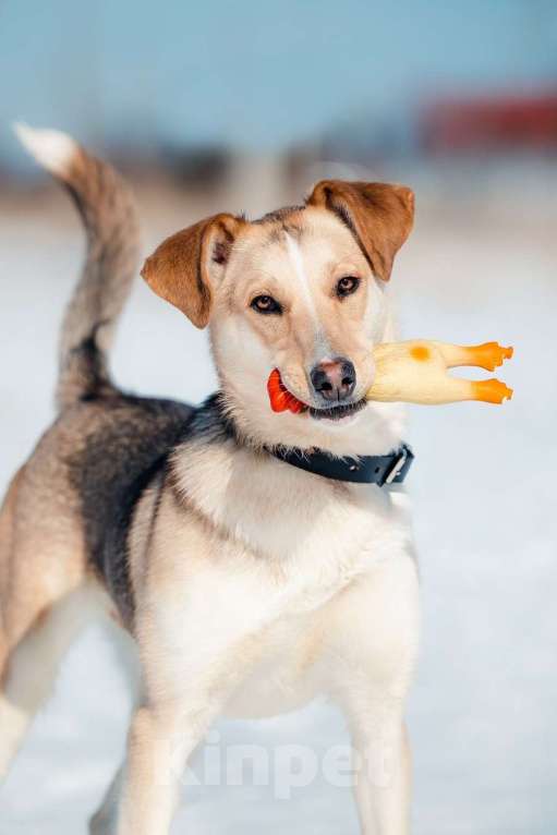 Собаки в Москве: Солнечная и позитивная 9 мес собака Герда ищет семью! Девочка, Бесплатно - фото 1