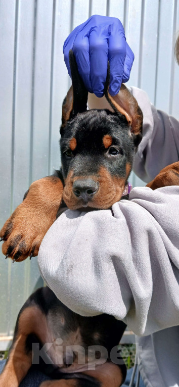 Собаки в других городах Краснодарского края: Щенки добермана мальчики Мальчик, 50 000 руб. - фото 6