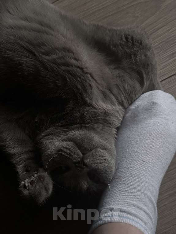 Кошки в Омске: Благородный кот  Мальчик, 1 руб. - фото 4