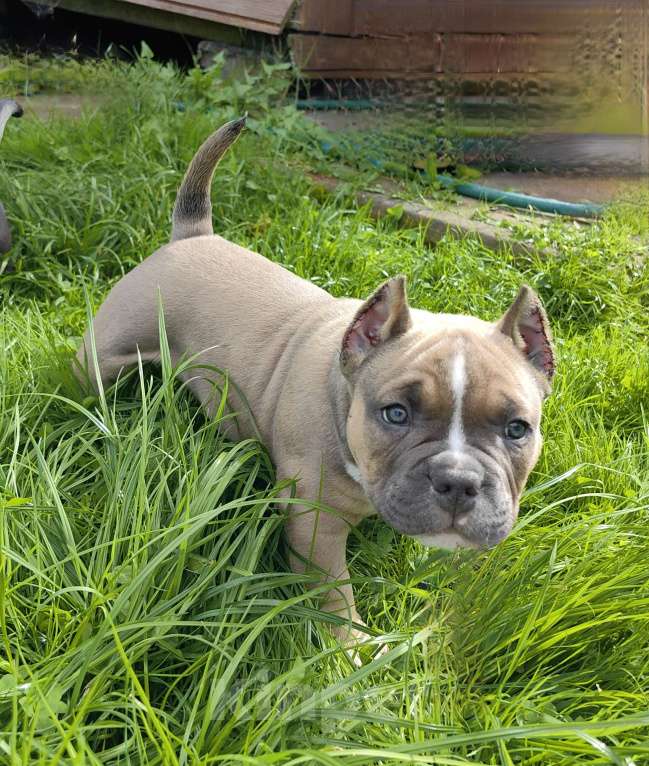 Собаки в Александрове: Ласковый мальчик американский булли Мальчик, 110 000 руб. - фото 2